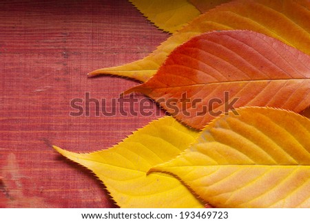 red and yellow cherry leaves on red wood background