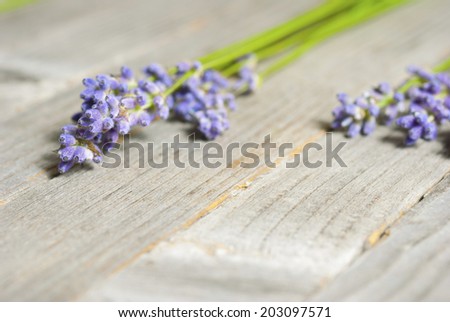lavender flowers in a row on old wood texture background