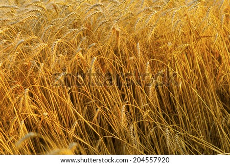 wheat field near harvest