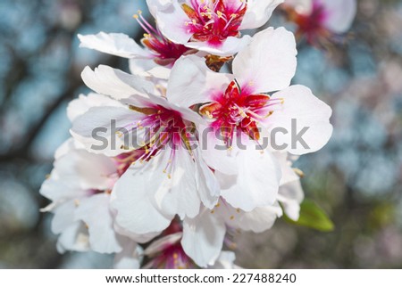 beautiful almond flowers