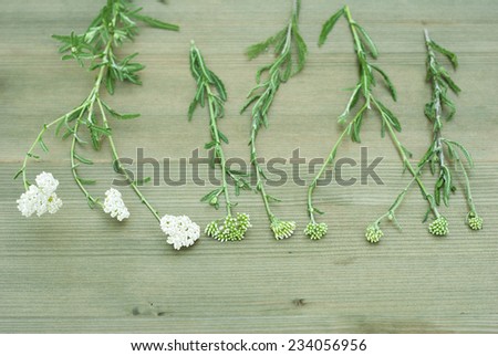 yarrow herbal plant parts on wood background