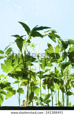 tomato plants in hot house