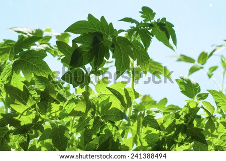 tomato plants in hot house