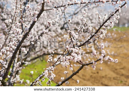 almond trees blooming at springtime