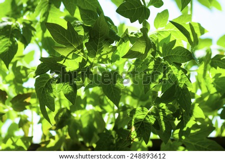 tomato plants growing in hot house