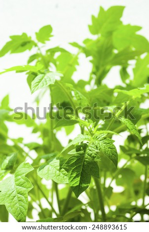 tomato plants growing in hot house