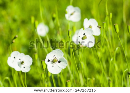 white poppy flowers on a meadow