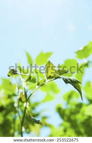 young tomato plants growing in hot house