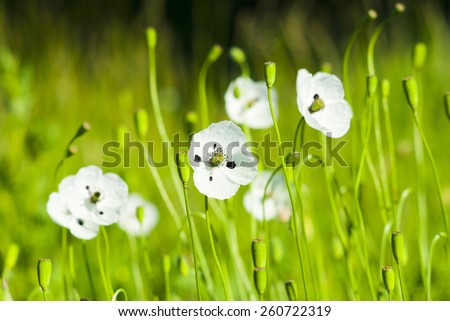 white poppy flowers