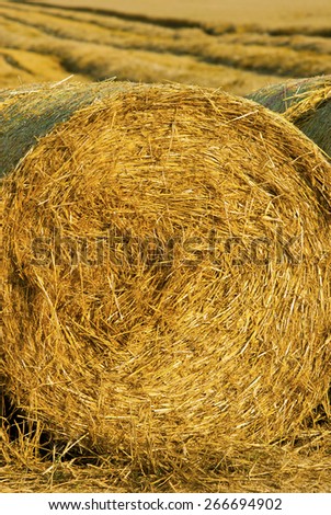 bale of straw on harvested agricultural field at sunset