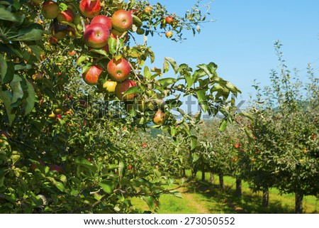 apple orchard, before harvest