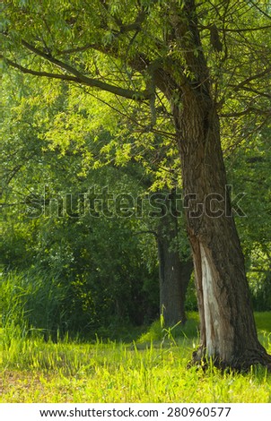 willow tree on waterfront, focus on foreground tree
