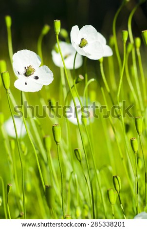white poppy flowers