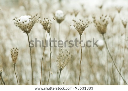 dry plants in snow, meadow at winter