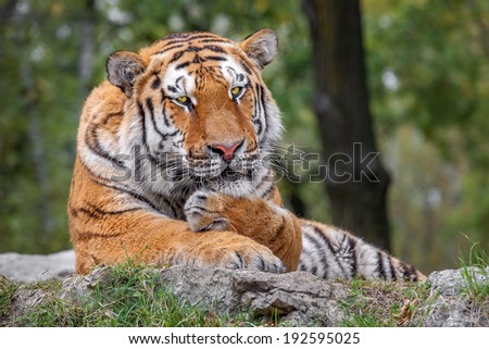 Tiger rest on the ground lying the head on his paws.