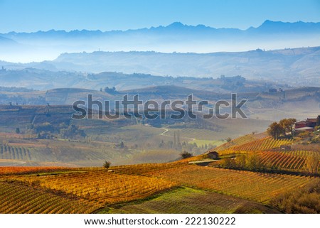Autumnal vineyards and foggy hills on background in Piedmont, Italy.