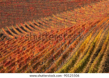 Beautiful multicolored vineyards on the hills of Piedmont at fall in Northern Italy.