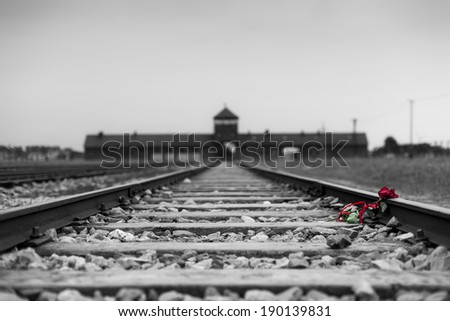 A rose laying down on the railroad track in memory of the victims of Auschwitz world war II