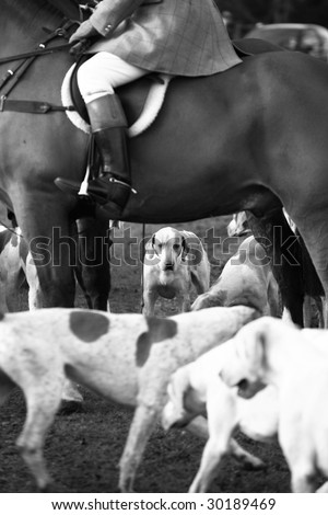 traditional fox hunting photographed in black and white