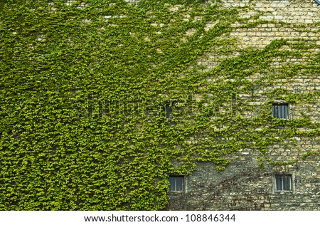 Wall of a house completely overgrown with Common Ivy
