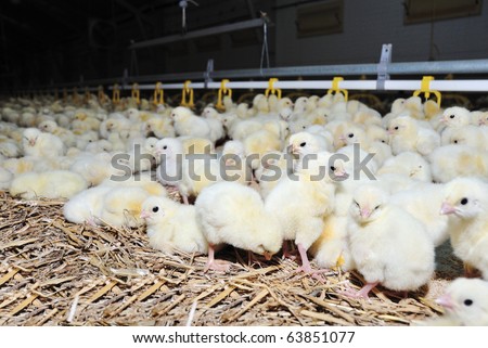 Group of young chicken