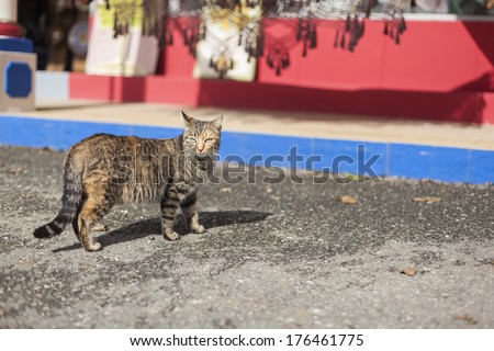 Cat near the small shop in Algarve, Portugal.
