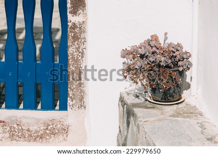 Flower pot near blue entrance gate  in Oia, small town and former community in the South Aegean on the islands of Thira (Santorini) and Therasia, in the Cyclades, Greece.