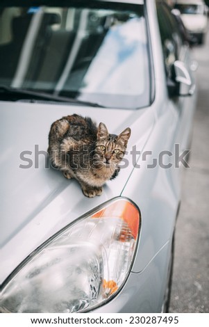 Stray cat has a warm on the recently parked car in Athens, Greece.