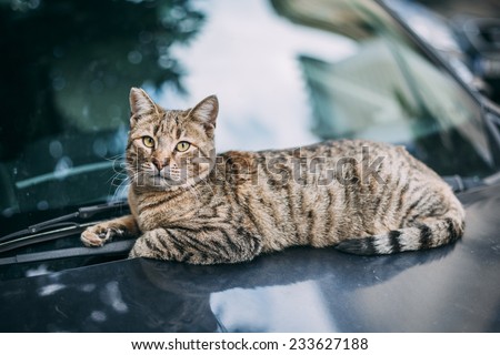 Stray cat laying on the front glass of the car in Athens, Greece.