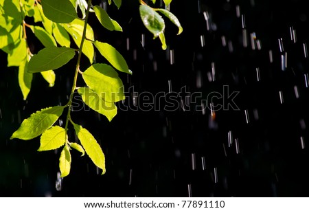 branch in the rain, spring rain