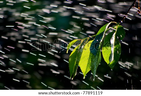 branch in the rain, spring rain