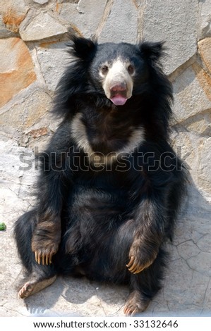 Mara the Sloth Bear Stock-photo-sloth-bear-melursus-ursinus-33132646
