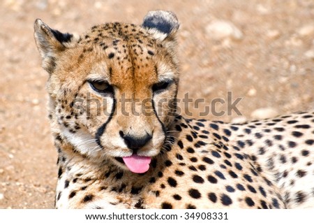 the cheetah close-up