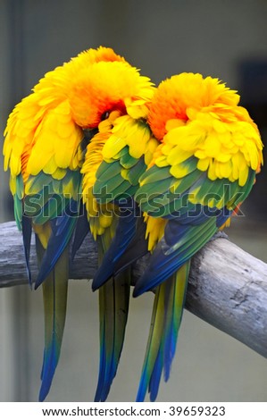 Sun Conure Wings