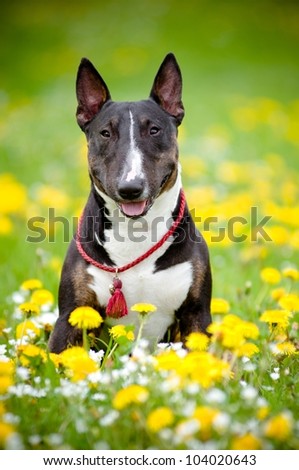 bull terrier dog posing in a flower field