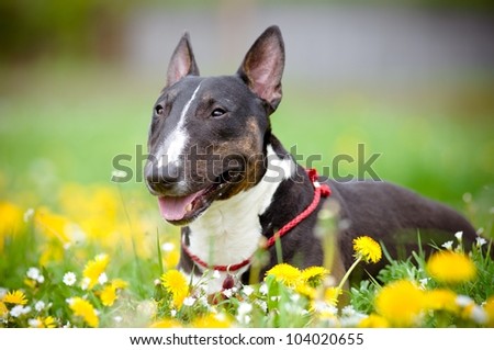 bull terrier dog lying in a flower field
