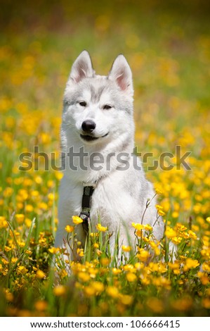 siberian husky puppy in a flower field