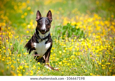 english bull terrier puppy in a flower field