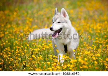 beautiful grey siberian husky walking in a flower field