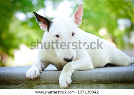white bull terrier resting on concrete
