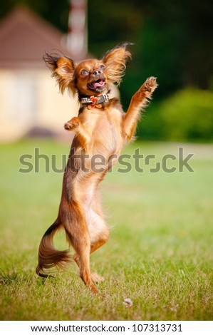 russian toy dog dancing