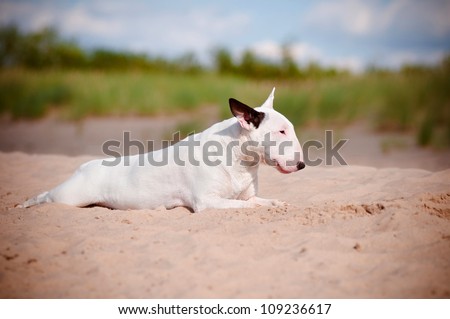 white dog resting dog on the beach