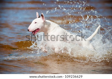 white bull terrier dog jumping in the sea