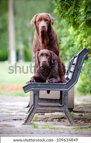 two chocolate Labrador retriever dogs on a bench