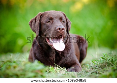 young labrador retriever puppy smiling