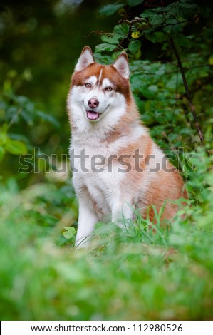 brown siberian husky in the wood