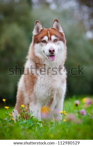 brown siberian husky posing