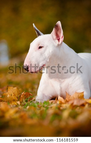 bull terrier dog portrait autumn