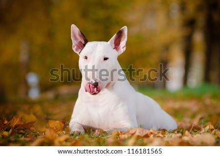 white bull terrier dog funny portrait