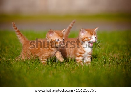 two red kittens playing outdoors